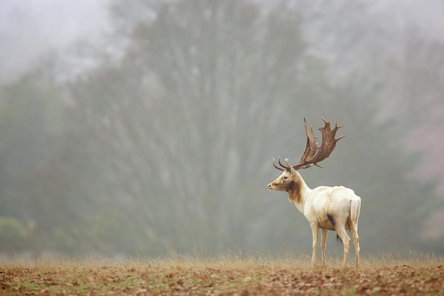 All By Myself Photograph by Markbridger