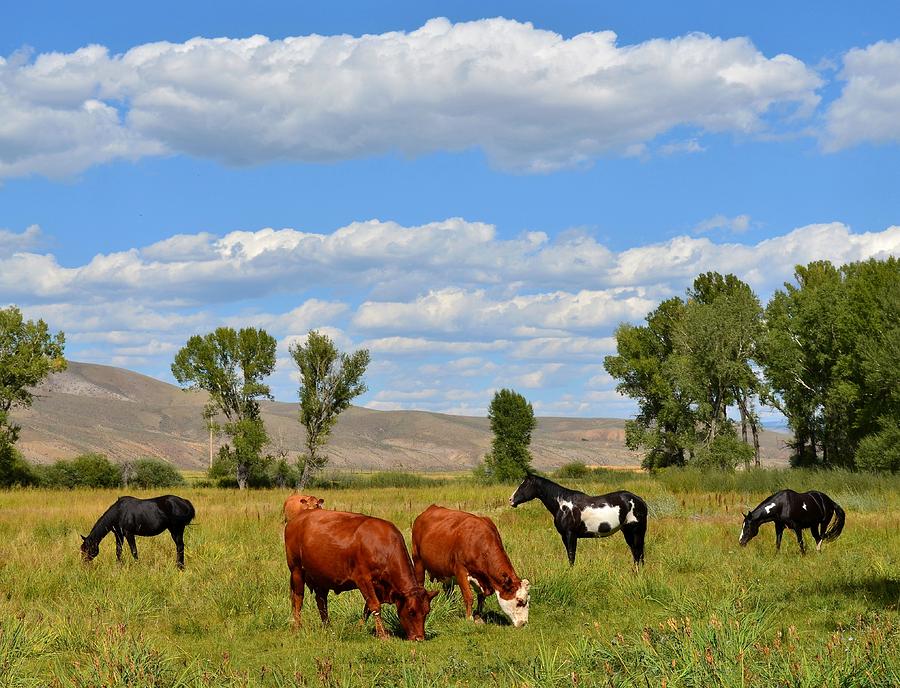 All Cows Eat Grass Photograph by Marlene Del Rosario