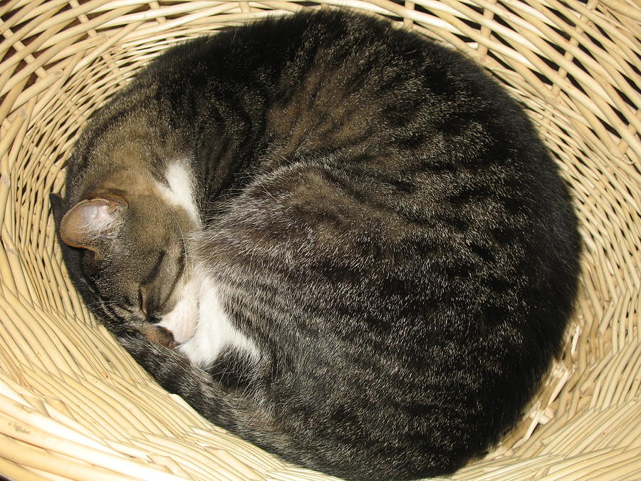 Cat Photograph - All Curled Up by Marita McVeigh