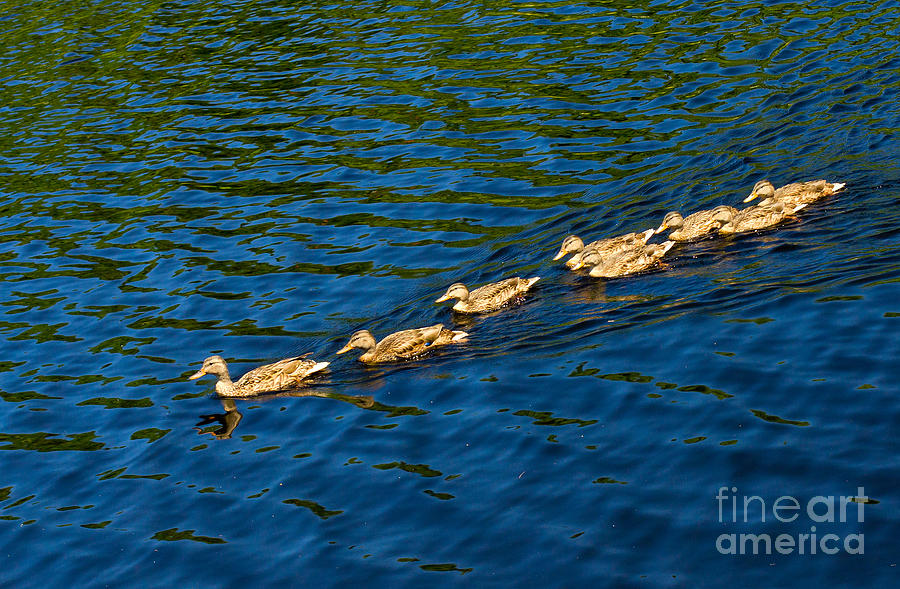 All Ducks Lined Up Photograph by Les Palenik