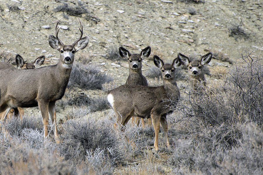 All Ears Photograph by Eric Nielsen - Fine Art America