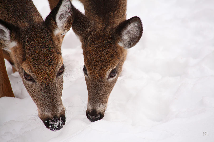Deer Photograph - All Eyes On Me by Karol Livote