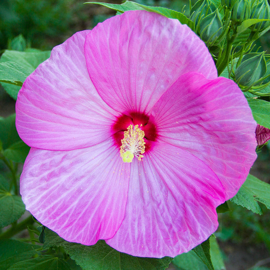 All Flower Photograph by Michael J Samuels - Fine Art America