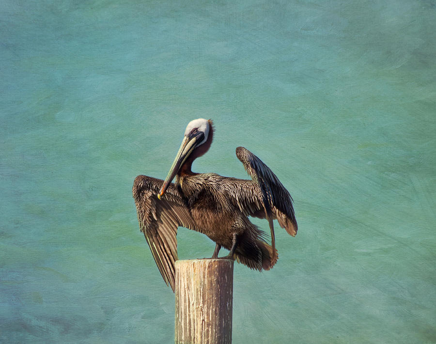 Pelican Photograph - All Fluffed Up by Kim Hojnacki