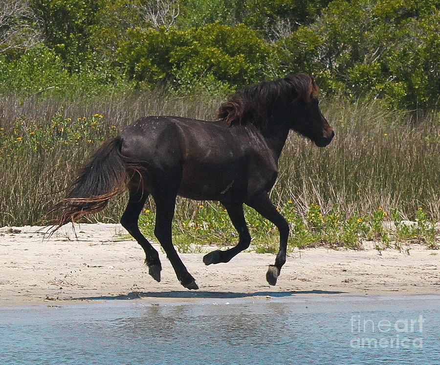 Horse Photograph - All Hoofs in the Air by Cathy Lindsey