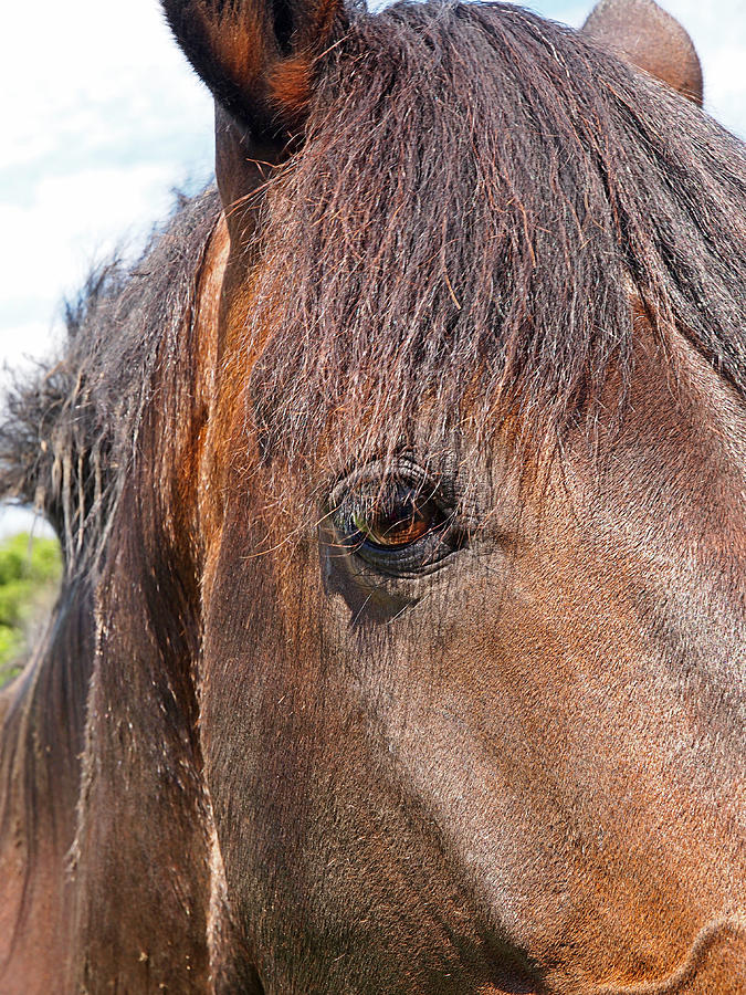 All I Need Is Love - Sad Horse Photograph by Gill Billington