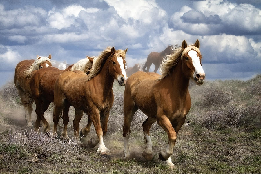 Horse Photograph - All In A Row by Robin  Wadhams