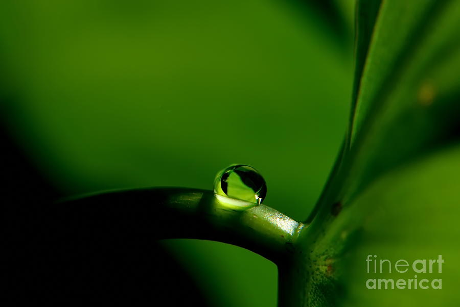 All In Green Photograph by Michelle Meenawong