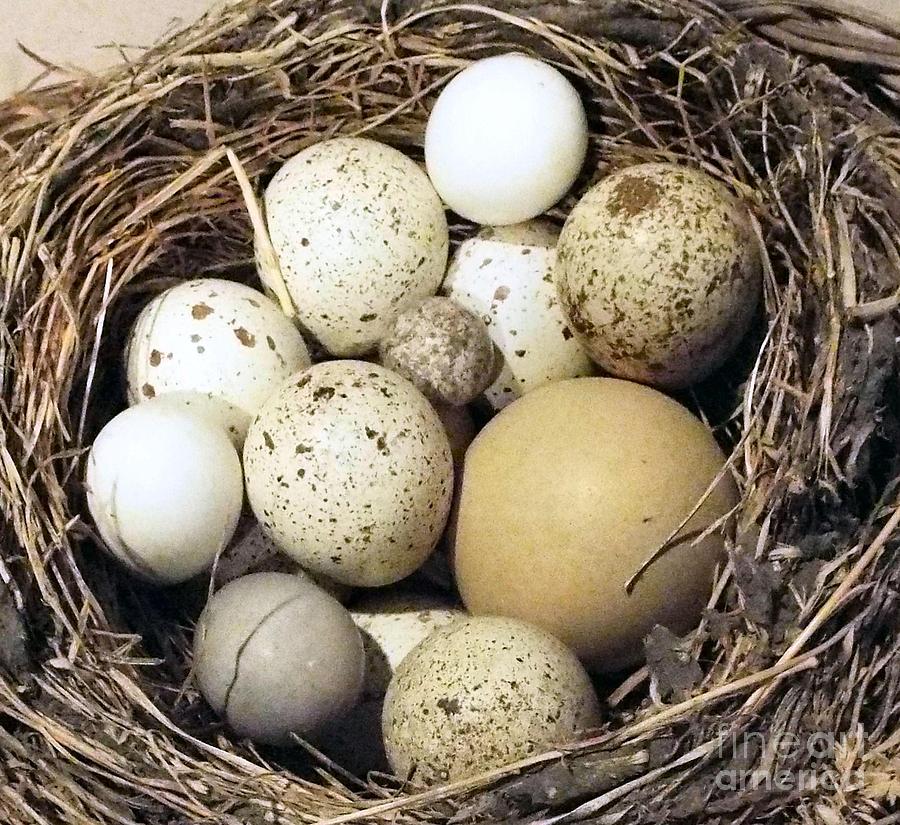 All In One Nest Photograph