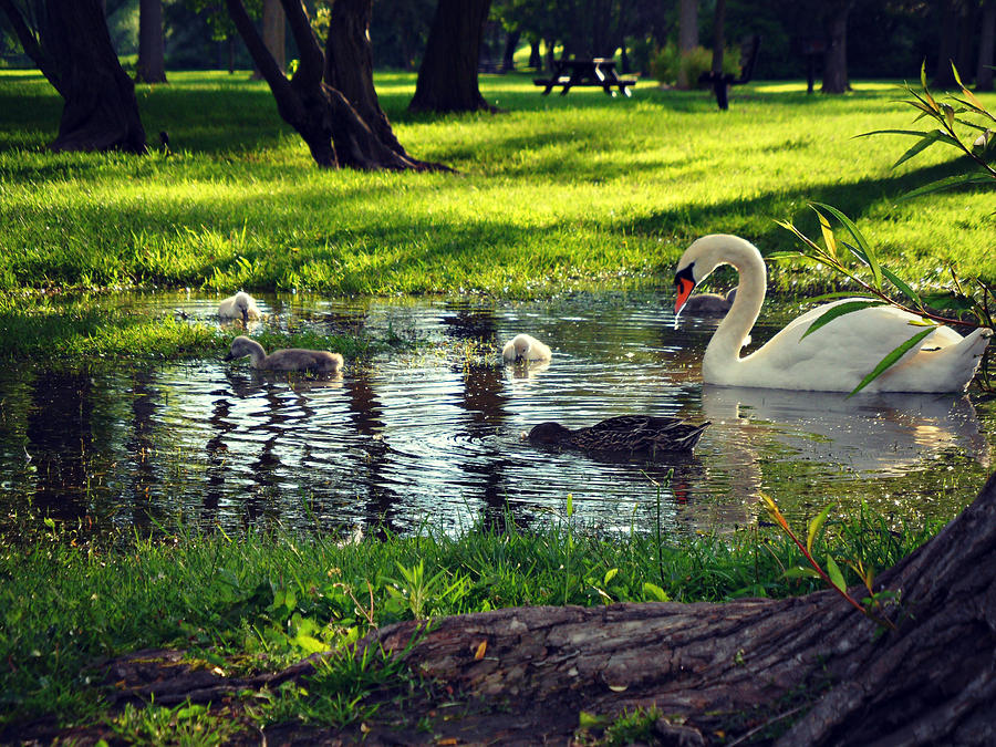 Swan Photograph - All In The Family by Cyryn Fyrcyd