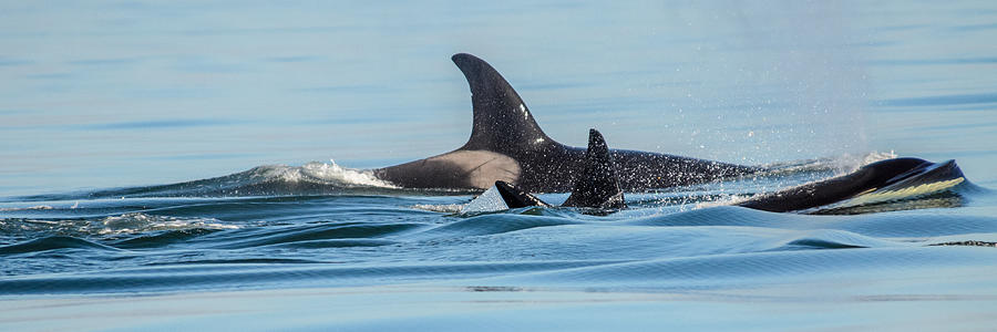 All In The Family Orcas Photograph by Roxy Hurtubise