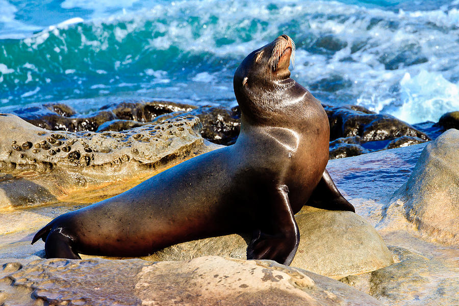 All Is Well - Sea Lion Photograph by Ben Graham