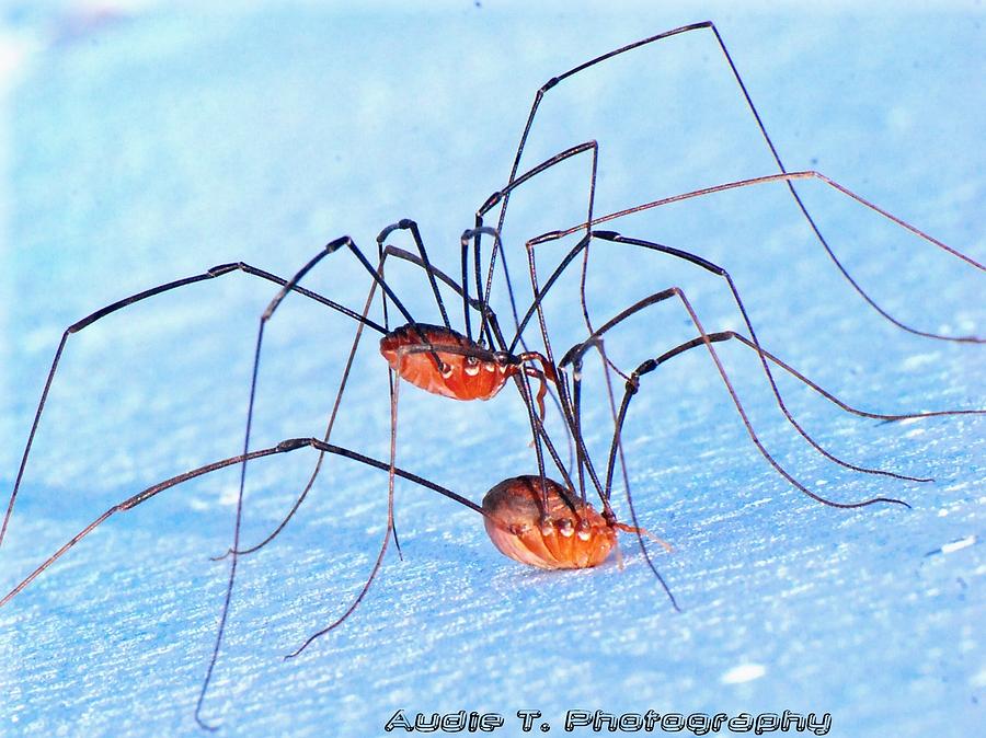 Spider Photograph - All Legs by Audie Thornburg
