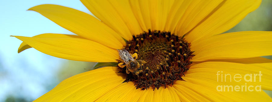 All Mine - Honeybee and Sunflower Photograph by Steven Milner