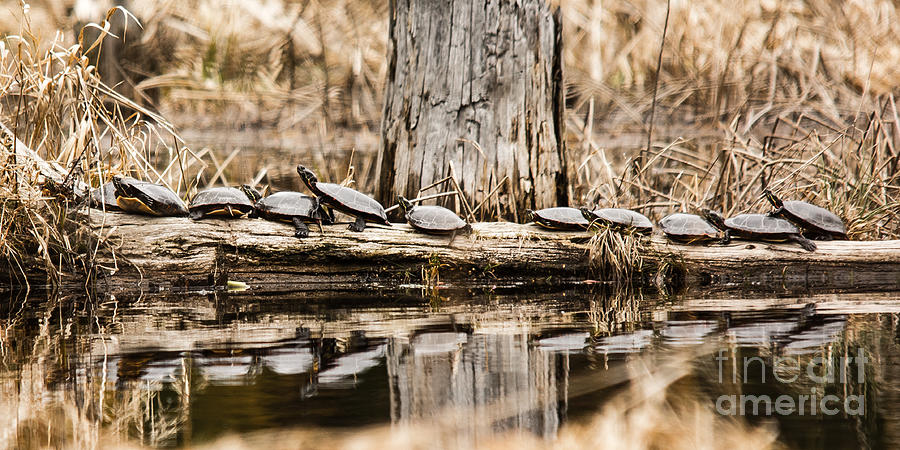 All my Turtles in a Row Photograph by Cheryl Baxter