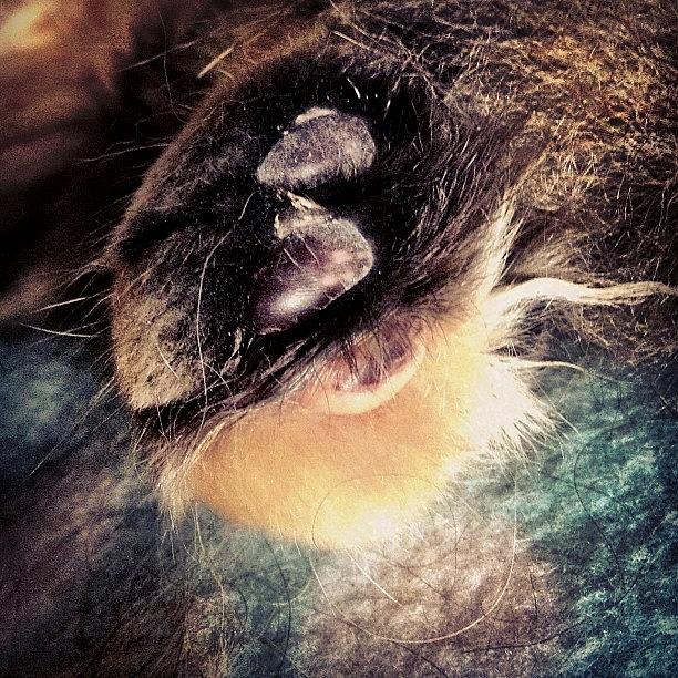 All Of Zeldas Paw Pads Are Dark Brown Photograph by Princess White