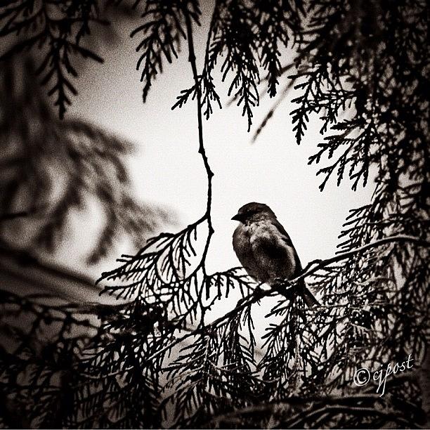 Fall Photograph - All Puffed Up Bird In A Tree Gray by Cynthia Post