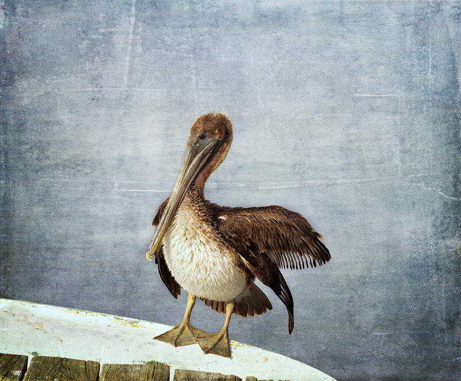Pelican Photograph - All Puffed Up by Kim Hojnacki