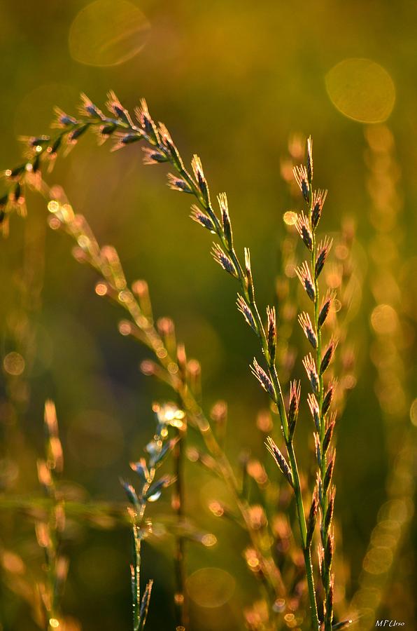Nature Photograph - All That Glitters Is Gold by Maria Urso