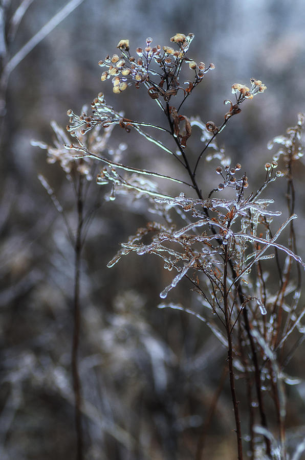 All That Glitters Photograph by Sue Capuano