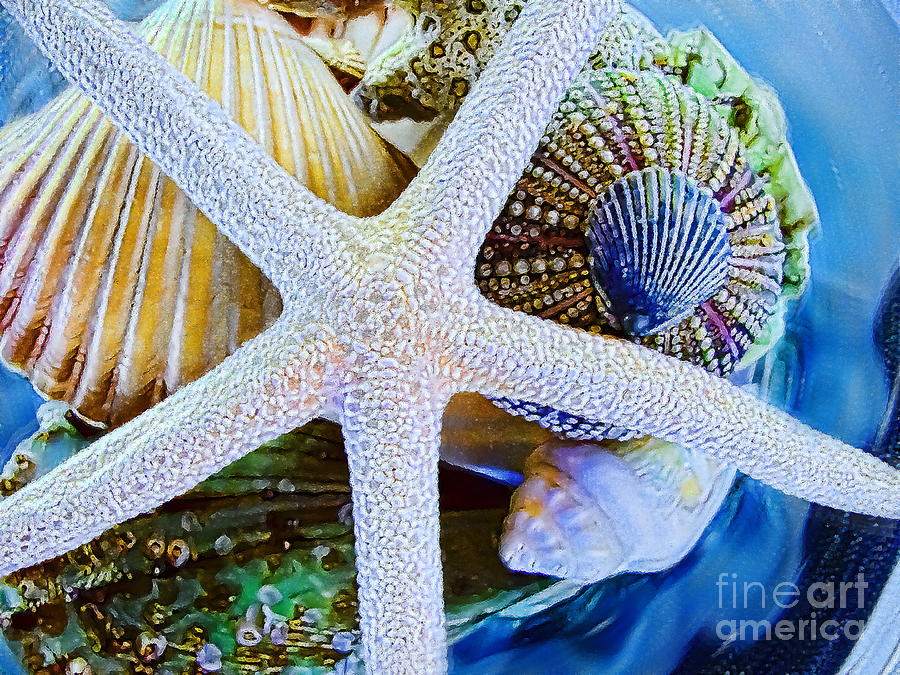 Shell Photograph - All the Colors of the Sea by Colleen Kammerer