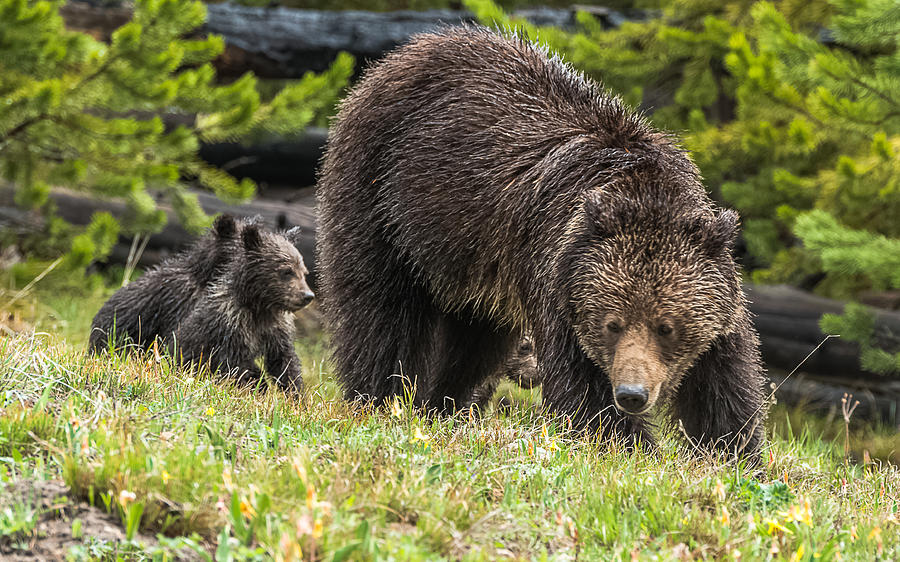All The Grizzly Eyes Photograph by Yeates Photography