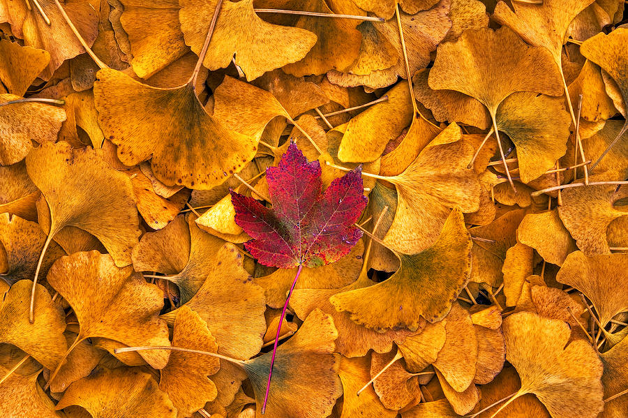 All the leaves are gold  but theres one astray Photograph by Robert FERD Frank