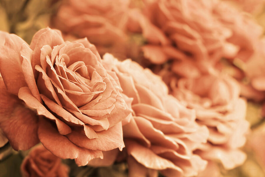 All the Orange Roses Photograph by Jennie Marie Schell
