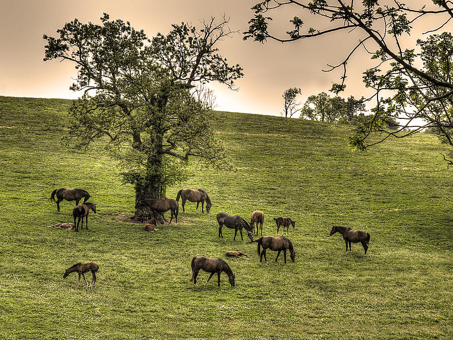 All the Pretty Little Horses Photograph by William Fields
