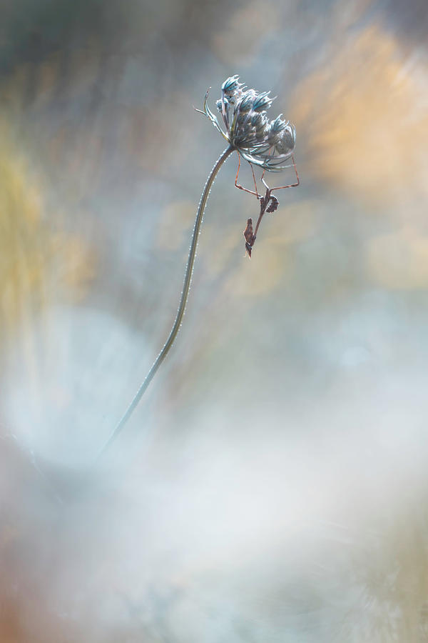 Flower Photograph - All The Small Things by Fabien Bravin