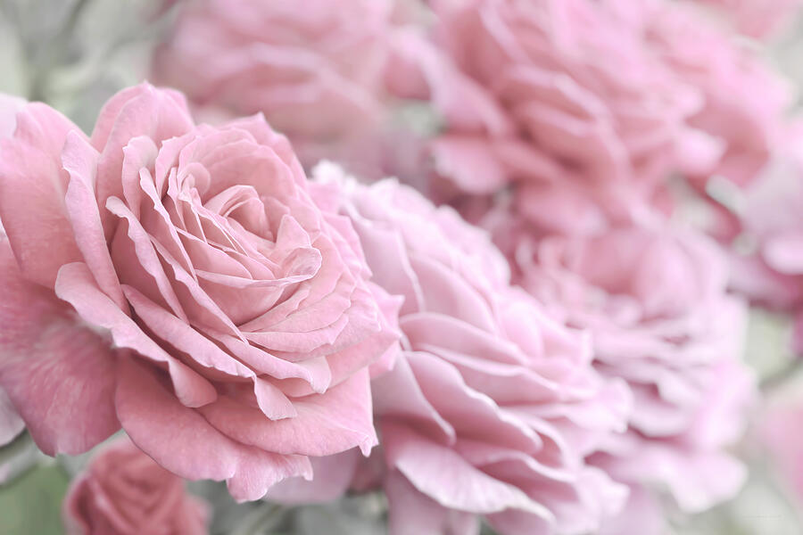 All the Soft Pink Roses Photograph by Jennie Marie Schell