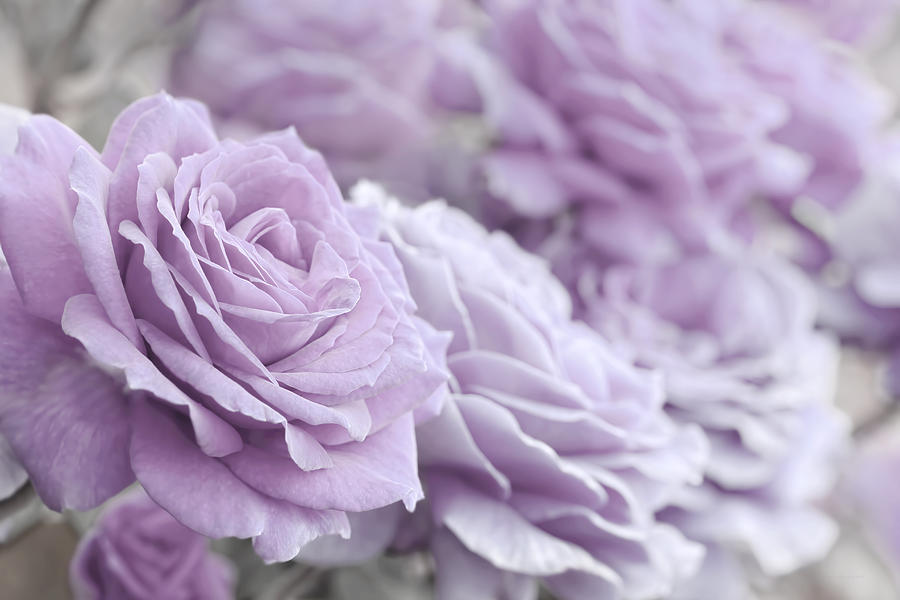 All the Soft Violet Roses Photograph by Jennie Marie Schell