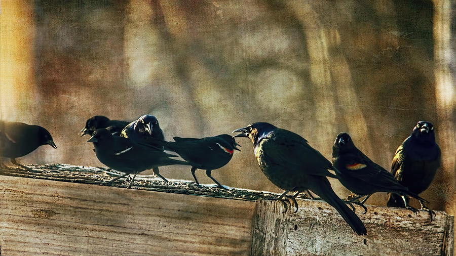 Bird Photograph - All The Usual Suspects by Sue Capuano