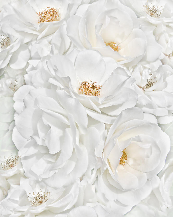Summer Photograph - All the White Roses  by Jennie Marie Schell
