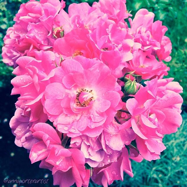 Garden Styles Photograph - All This On A Single Stem!! Pink Roses by Anna Porter