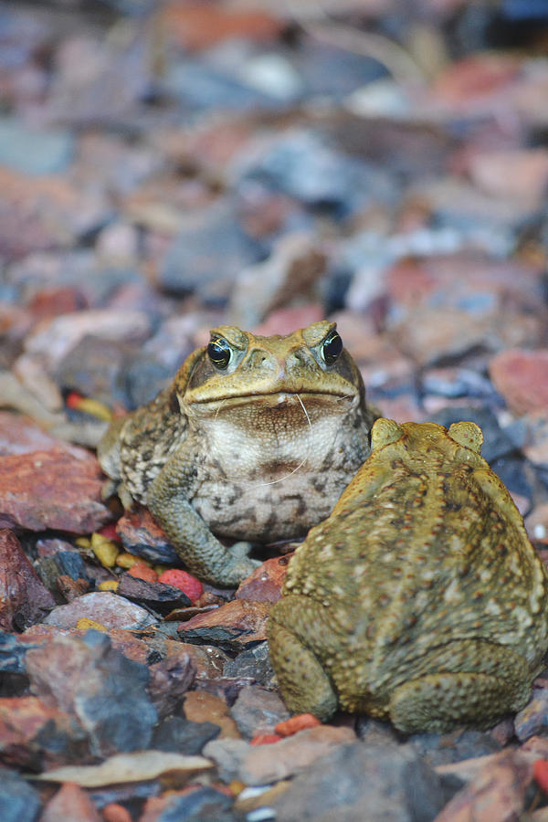 Frog Photograph - All Toads Are Frogs by MLP Photography