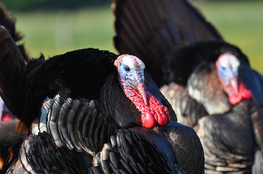 Turkey Photograph - All Turkey by Todd Hostetter