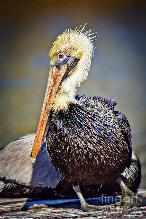 Pelican Photograph - All Wet Pelican by Joan McCool