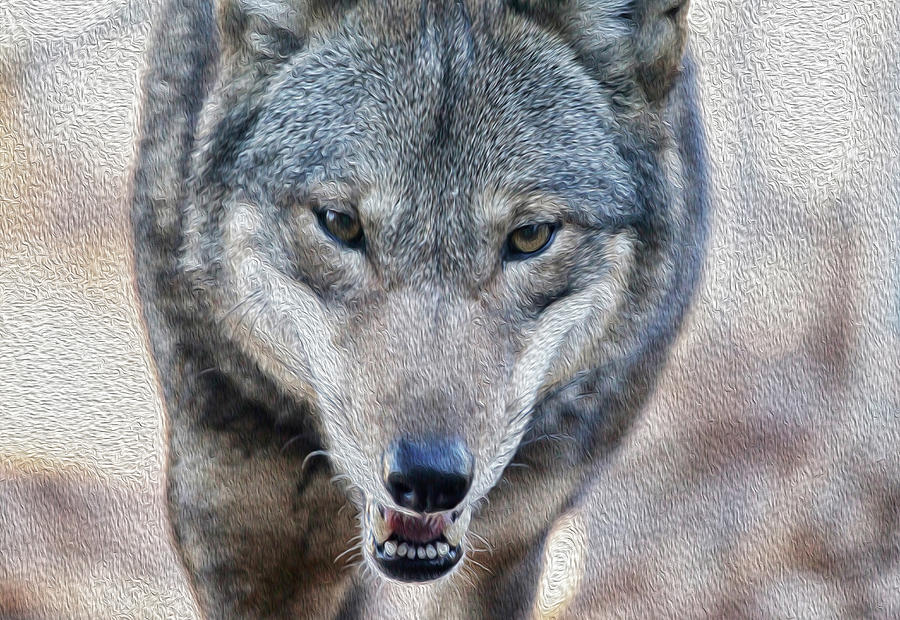 Animal Photograph - All Wolf by Karol Livote