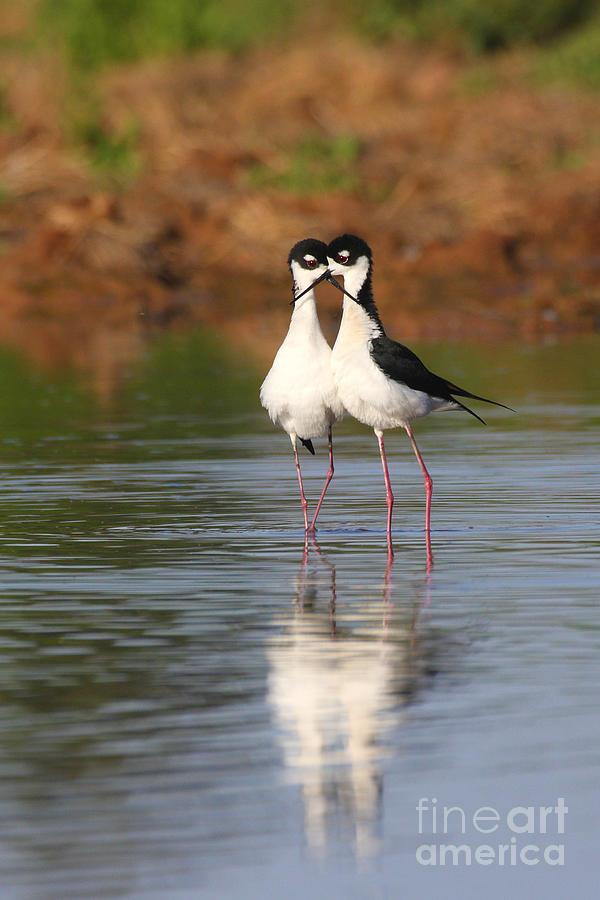 Nature Photograph - All you need is stilt Love by Ruth Jolly