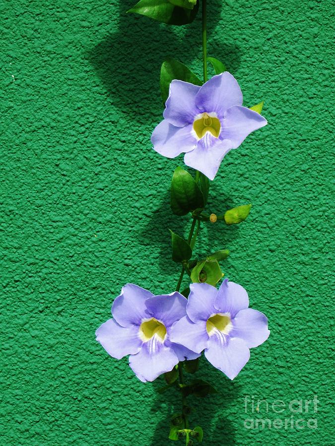 Allamanda Flowers Photograph by Craig Wood