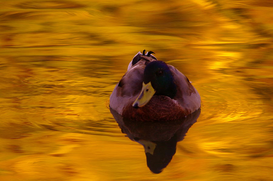 Mallard on golden water Photograph by Jeff Swan