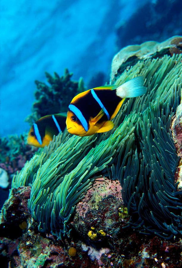 Allards Anemonefish Amphiprion Allardi Photograph by Panoramic Images