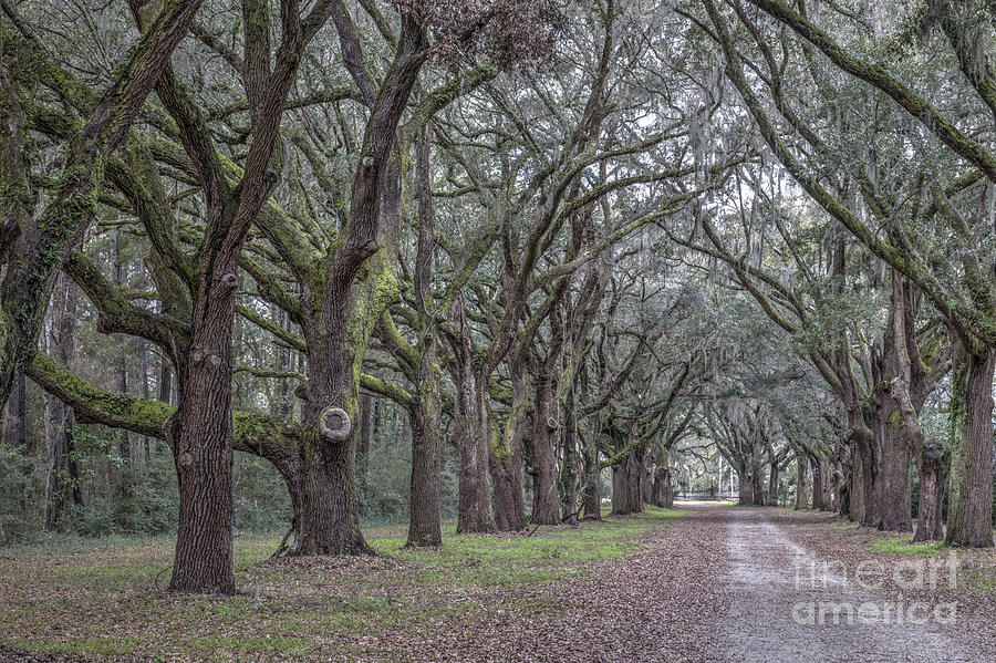 Allee Of Oak Trees Photograph