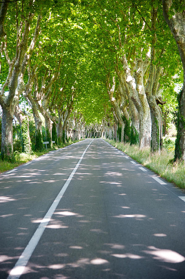 Allee Of Trees, St.-remy-de-provence Photograph by Panoramic Images
