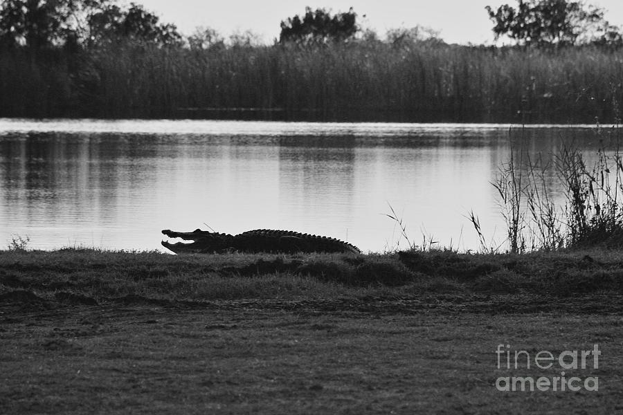 Black And White Photograph - Alligator Landscape by Chuck Hicks