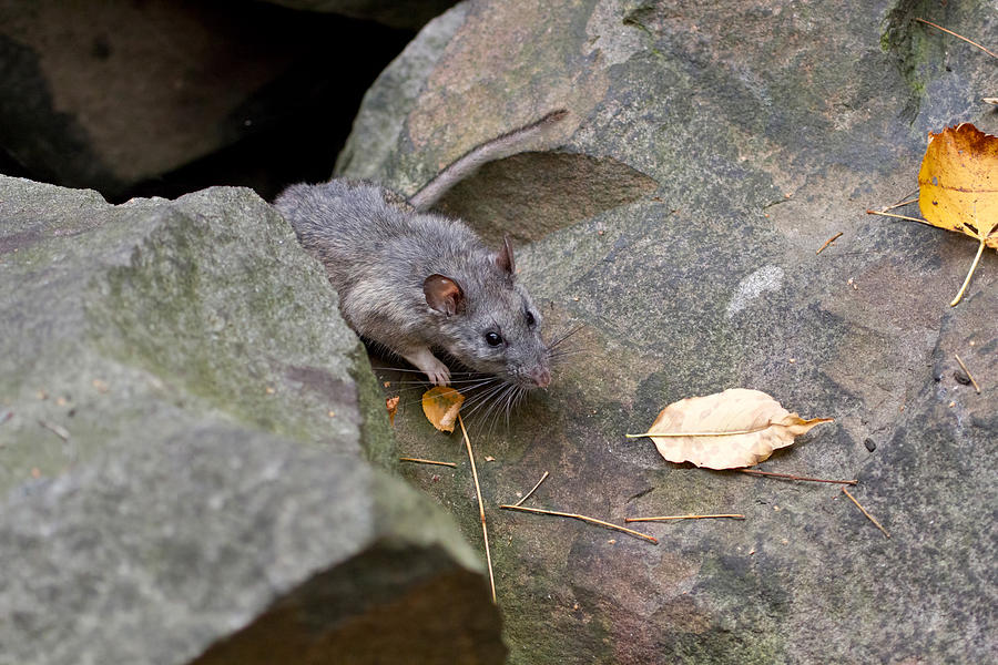 Allegheny Woodrat Neotoma Magister Photograph by David Kenny
