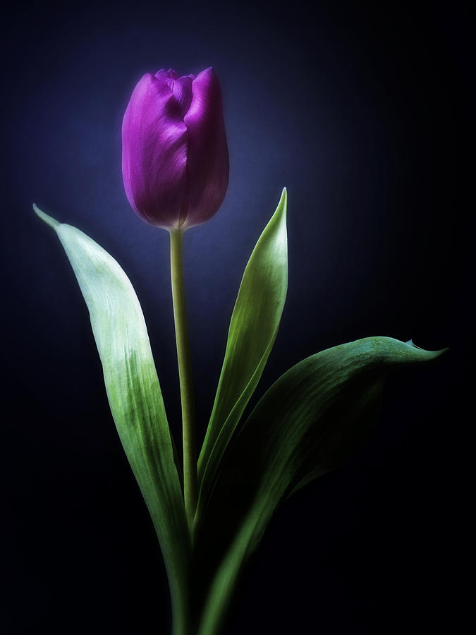 Black Purple Tulip Flower - Photograph Painting Canvas Print - Shop Art-Work Online Photograph by Nadja Drieling - Flower- Garden and Nature Photography - Art Shop