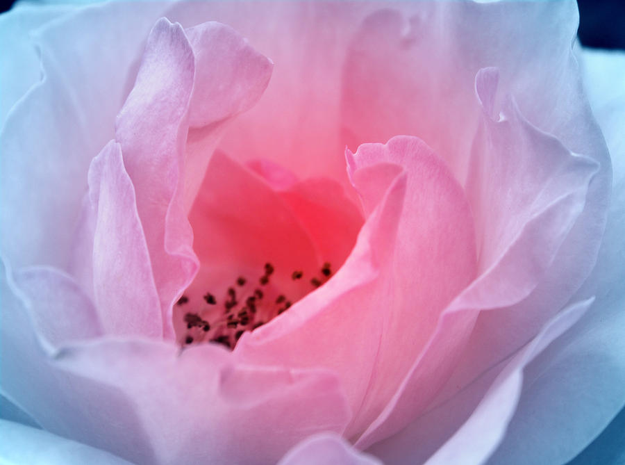 Rose Photograph - Allelujah by The Art Of Marilyn Ridoutt-Greene