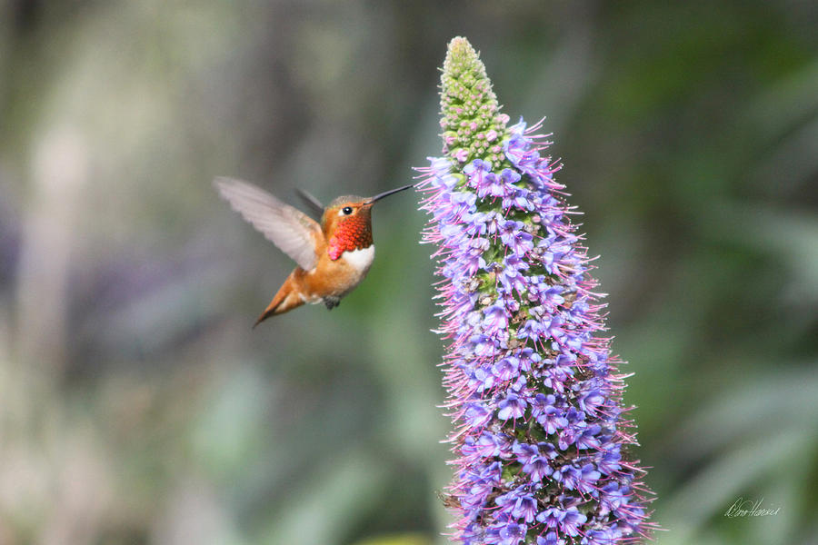 Allen Hummingbird on Flower Photograph by Diana Haronis